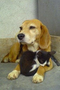 http://commons.wikimedia.org/wiki/File:Beagle_and_sleeping_black_and_white_kitty-01.jpg