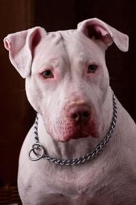 Some pit bulls have been put on trial for biting people. (Credit: Jim Pennucci / Wikimedia Commons)