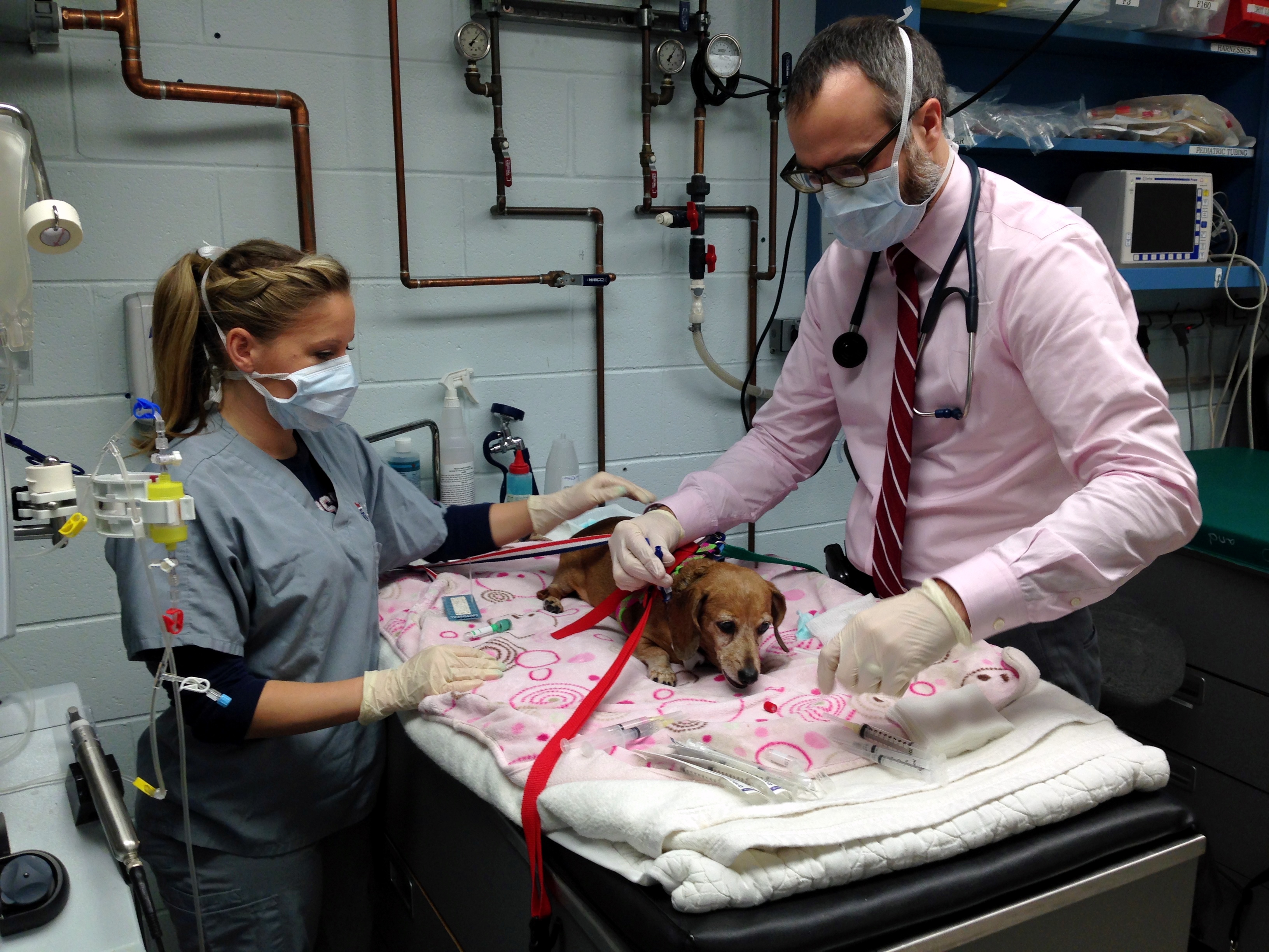 Frankie the dachshund participates in a melanoma clinical trial at the University of Pennsylvania in Philadelphia