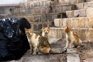 Stray cats Amman, Jordan. (Credit: Alexey Komarov, Wikimedia Commons)