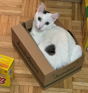 Like any good liquid, Spud conforms to the shape of a box. (Credit: David Grimm)