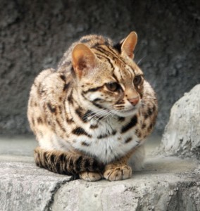 Leopard cats were on the "doorstep to domestication" in China before housecats moved it. (Credit: Kuribo / Wikimedia Commons.)