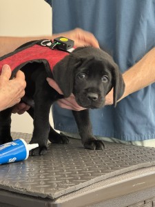 Ivan the puppy gets fitted with an electronic vest as part of his evaluation at Guiding Eyes for the Blind. (Credit: David Grimm)