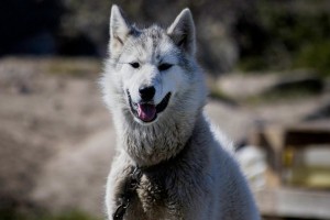 Siberian_Husky_in_the_city_of_ilulissat brighter
